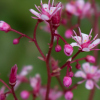 Saxifraga umbrosa letchworth gem - Abriachan Nurseries, The Garden On Loch Ness